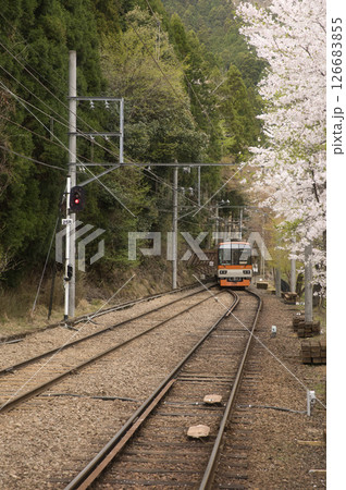 叡山電鉄鞍馬線二ノ瀬駅　桜並木とメープルオレンジ1 126683855