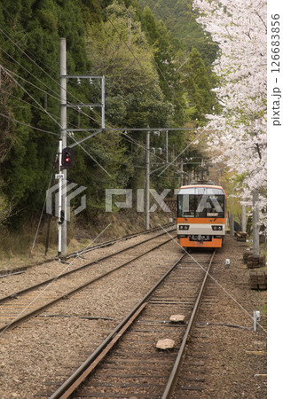 叡山電鉄鞍馬線二ノ瀬駅 桜並木とメープルオレンジ2 叡山電鉄鞍馬線二ノ瀬駅 桜並木とメープルオレンジ2 126683856