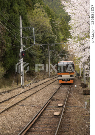叡山電鉄鞍馬線二ノ瀬駅 桜並木とメープルオレンジ3 叡山電鉄鞍馬線二ノ瀬駅 桜並木とメープルオレンジ3 126683857