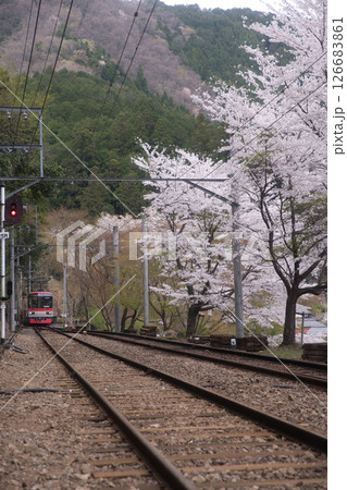 叡山電鉄鞍馬線二ノ瀬駅　桜並木とメープルレッド1 126683861