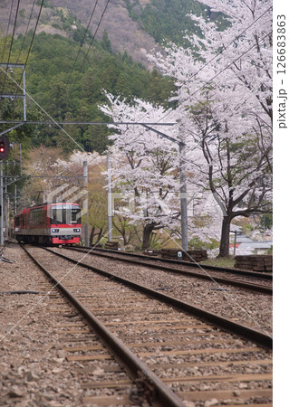 叡山電鉄鞍馬線二ノ瀬駅　桜並木とメープルレッド11 126683863
