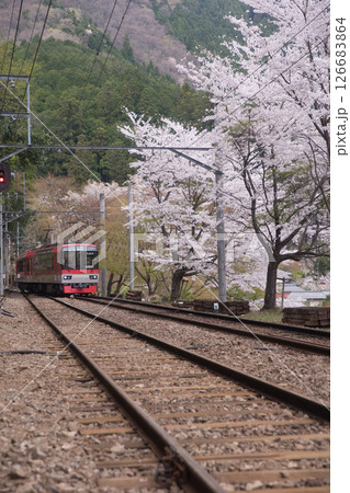 叡山電鉄鞍馬線二ノ瀬駅　桜並木とメープルレッド3 126683864