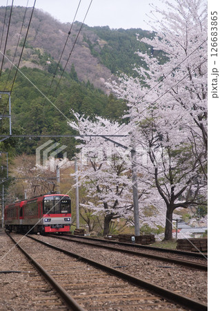 叡山電鉄鞍馬線二ノ瀬駅　桜並木とメープルレッド4 126683865