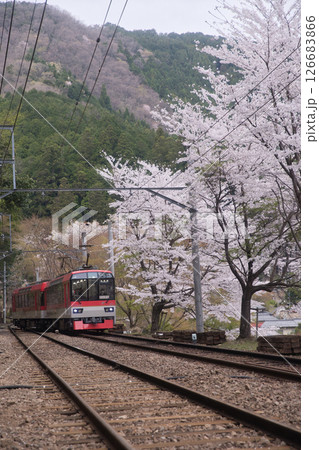 叡山電鉄鞍馬線二ノ瀬駅　桜並木とメープルレッド5 126683866