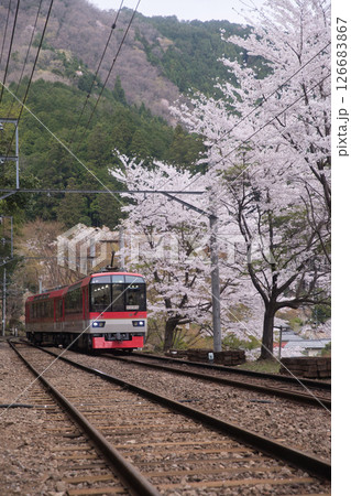 叡山電鉄鞍馬線二ノ瀬駅　桜並木とメープルレッド6 126683867
