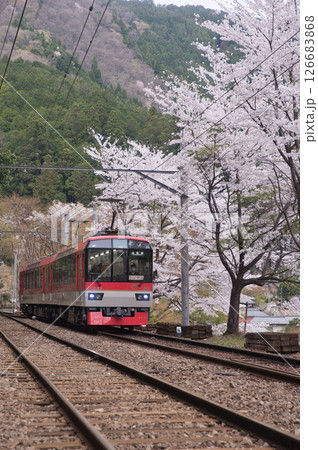 叡山電鉄鞍馬線二ノ瀬駅　桜並木とメープルレッド7 126683868