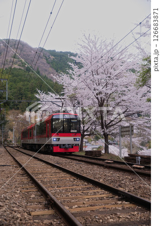 叡山電鉄鞍馬線二ノ瀬駅 桜並木とメープルレッド10 叡山電鉄鞍馬線二ノ瀬駅 桜並木とメープルレッド10 126683871
