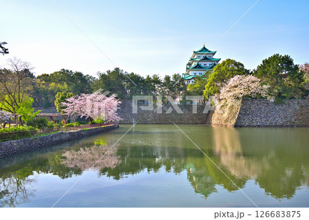 《愛知県》春の名古屋城と満開の桜 《愛知県》春の名古屋城と満開の桜 126683875