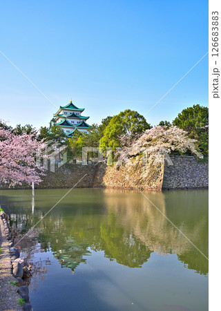 《愛知県》春の名古屋城と満開の桜 126683883