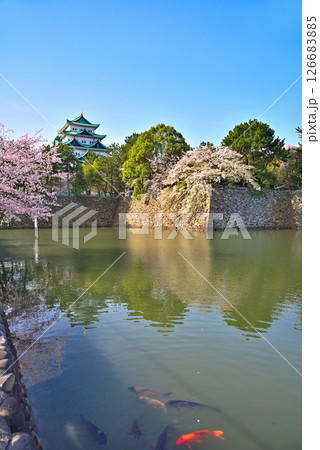 《愛知県》春の名古屋城と満開の桜 《愛知県》春の名古屋城と満開の桜 126683885
