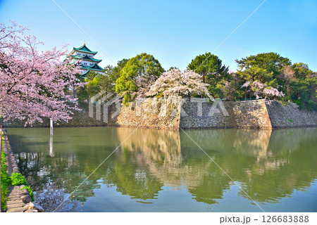 《愛知県》春の名古屋城と満開の桜 《愛知県》春の名古屋城と満開の桜 126683888
