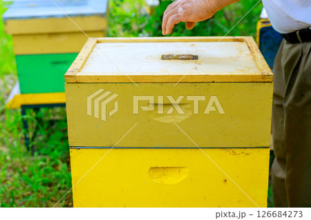Hand reaches out to inspect yellow beehive located in lush garden under bright sunlight. 126684273