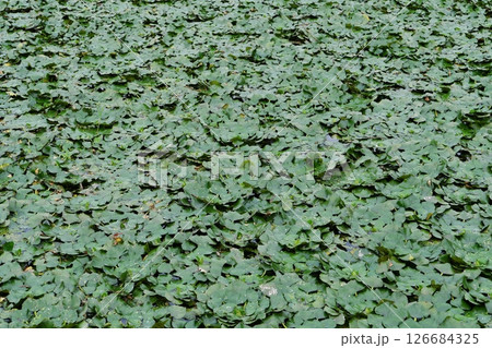aquatic plants on the surface of a field pond 126684325