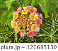 beautiful colorful flowers in the garden 126685130