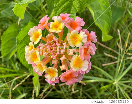 beautiful colorful flowers in the garden 126685130