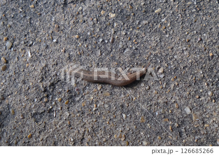 The tropical leatherleaf, scientific name Laevicaulis alte The tropical leatherleaf, scientific name Laevicaulis alte 126685266