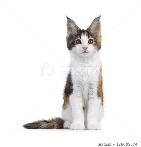 maine Coon cat kitten on white background maine Coon cat kitten on white background 126685374