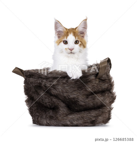 Maine Coon cat kitten on white background 126685388