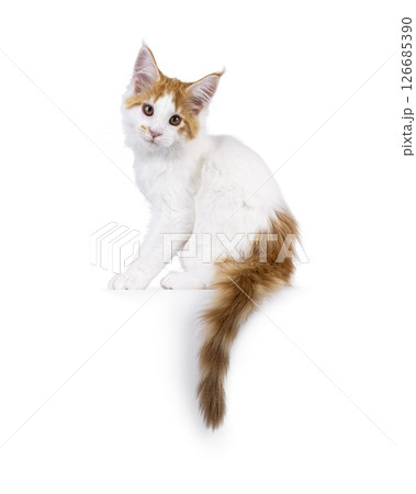 Maine Coon cat kitten on white background Maine Coon cat kitten on white background 126685390