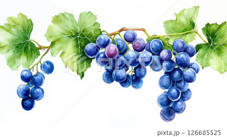 Grapes with leaf watercolor on white background. Grapes with leaf watercolor on white background. 126685525