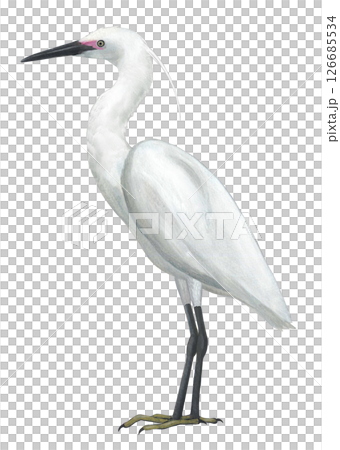 小白鷺 126685534