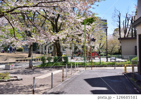 世田谷・船橋・希望丘公園の桜 126685581