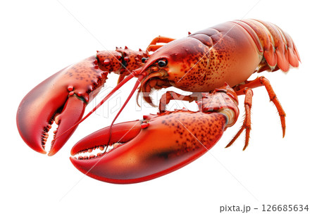 Lobster seafood transparent PNG isolated on white background. 126685634