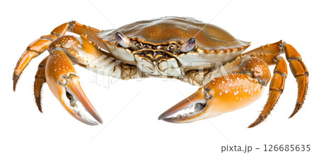 Crab seafood transparent PNG isolated on white background. Crab seafood transparent PNG isolated on white background. 126685635