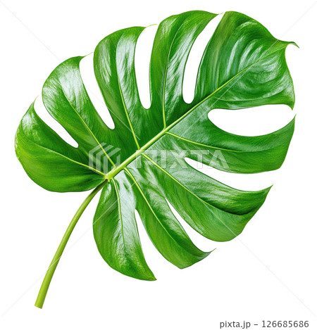 Monstera deliciosa fresh green leaf isolated on white background, PNG transparent clipart. 126685686