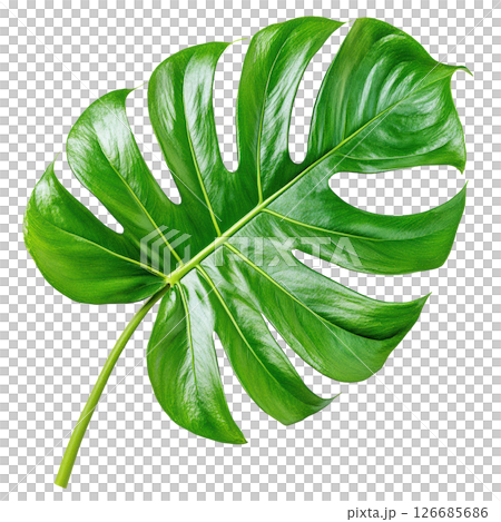 Monstera deliciosa fresh green leaf isolated on white background, PNG transparent clipart. 126685686