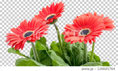 Gerbera Daisy red oranger flower isolated on white background, PNG transparent. 126685764