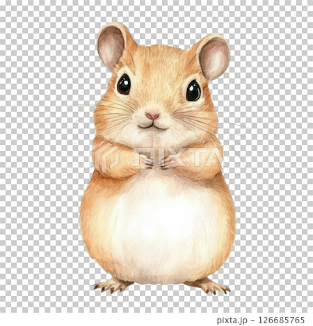 Gerbil mouse watercolor painting isolated on white background, PNG transparent. 126685765