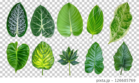 Set of green leaves transparent PNG isolated on white background. 126685769