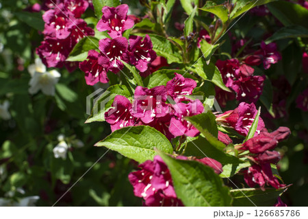 Weigela florida bristol ruby, flowers, caprifoliaceae 126685786