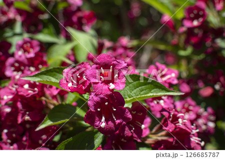 Weigela florida bristol ruby, flowers, caprifoliaceae 126685787