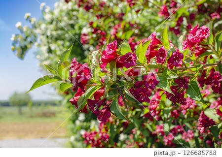 Weigela florida bristol ruby, flowers, caprifoliaceae 126685788