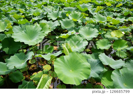 some green lotus leaves in the pond 126685799
