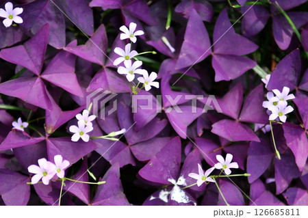 several pretty little pink flowers on a background of purple leaves several pretty little pink flowers on a background of purple leaves 126685811