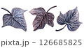 Dark purple and blue night ivy foliage. Gothic mysterious floral watercolor illustration. Perfect for Halloween decoration, midnight composition, magic or witch set, whimsical design, elegant print. 126685825