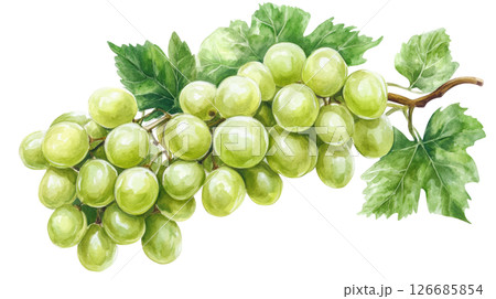 Grapes drop with leaves watercolor painting isolated on white background, PNG transparent. Grapes drop with leaves watercolor painting isolated on white background, PNG transparent. 126685854