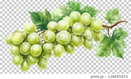 Grapes drop with leaves watercolor painting isolated on white background, PNG transparent. Grapes drop with leaves watercolor painting isolated on white background, PNG transparent. 126685854