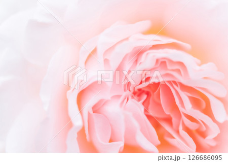 バラ・花びら 背景素材 バラ・花びら 背景素材 126686095