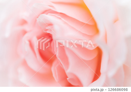 バラ・花びら 背景素材 バラ・花びら 背景素材 126686098
