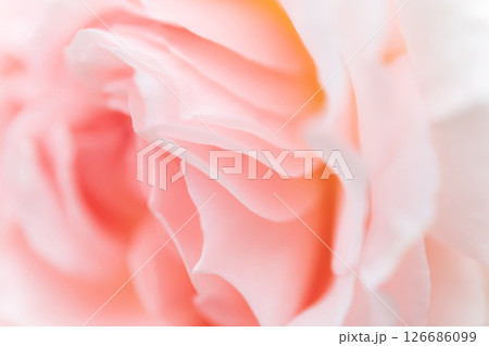 バラ・花びら 背景素材 バラ・花びら 背景素材 126686099