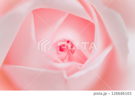 バラ・花びら 背景素材 バラ・花びら 背景素材 126686103