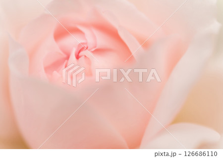 バラ・花びら 背景素材 126686110