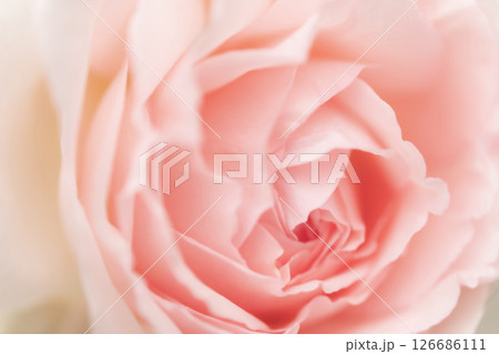 バラ・花びら 背景素材 126686111