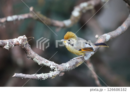 ノドジマコバシチメドリ 126686182