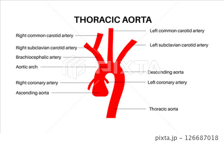 Thoracic aorta anatomy Thoracic aorta anatomy 126687018