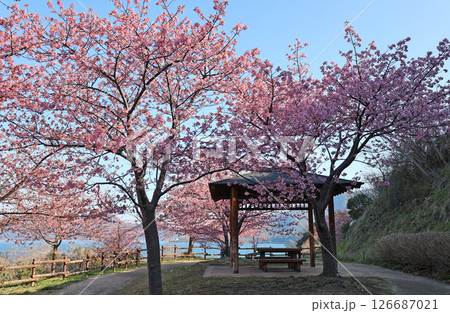 河津桜(上関) 河津桜(上関) 126687021